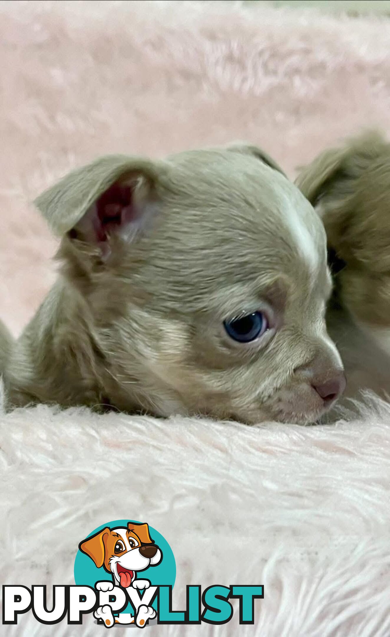 Chihuahua puppies lilac and white
