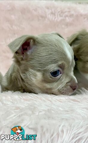 Chihuahua puppies lilac and white