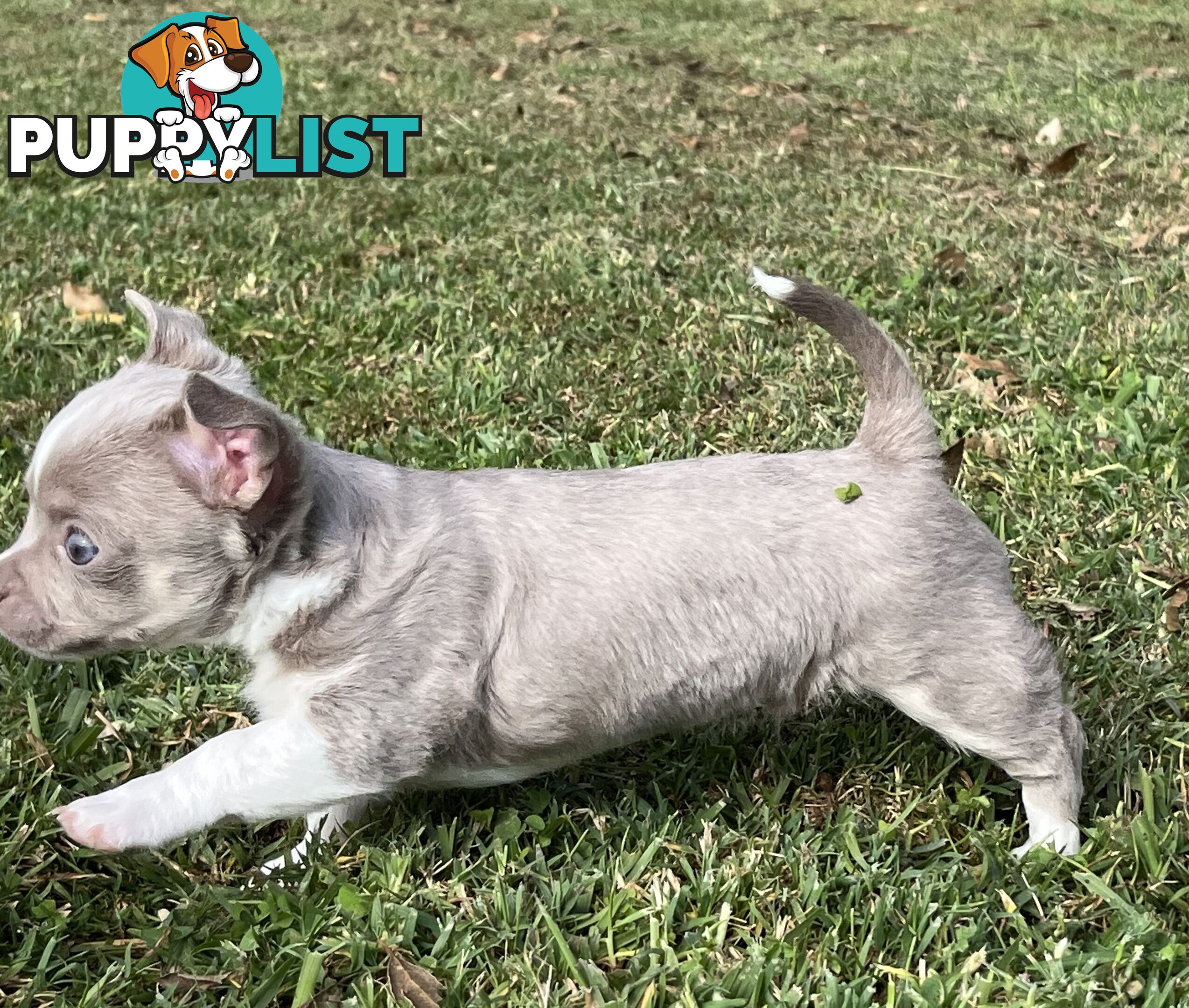 Chihuahua puppies lilac and white