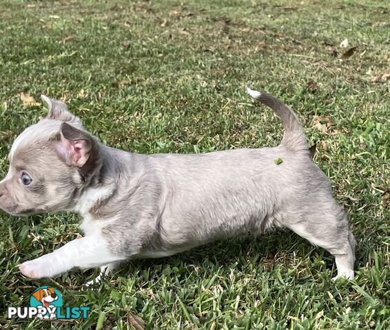 Chihuahua puppies lilac and white