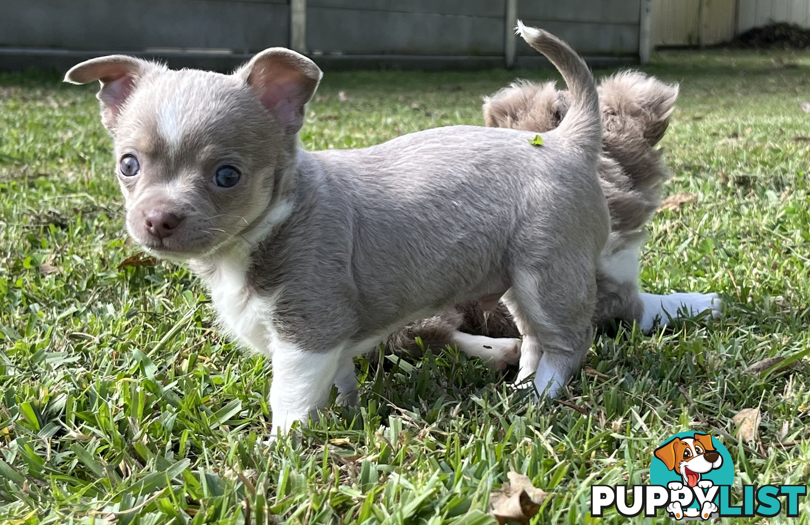 Chihuahua puppies lilac and white