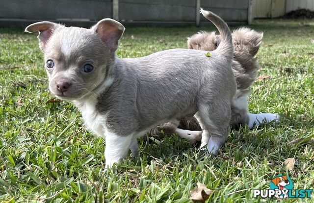 Chihuahua puppies lilac and white