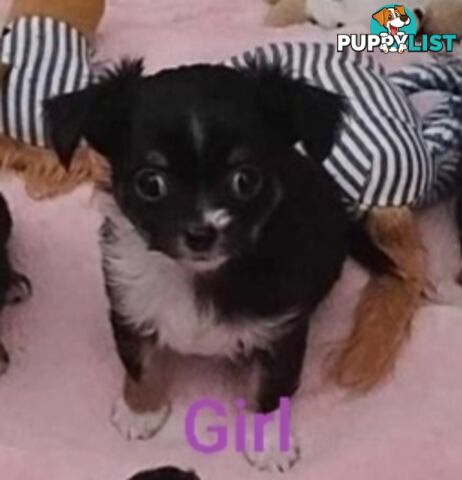 Stunning Pure Bred Long haired Chihuahuas