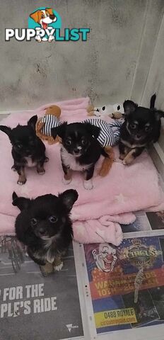 Stunning Pure Bred Long haired Chihuahuas