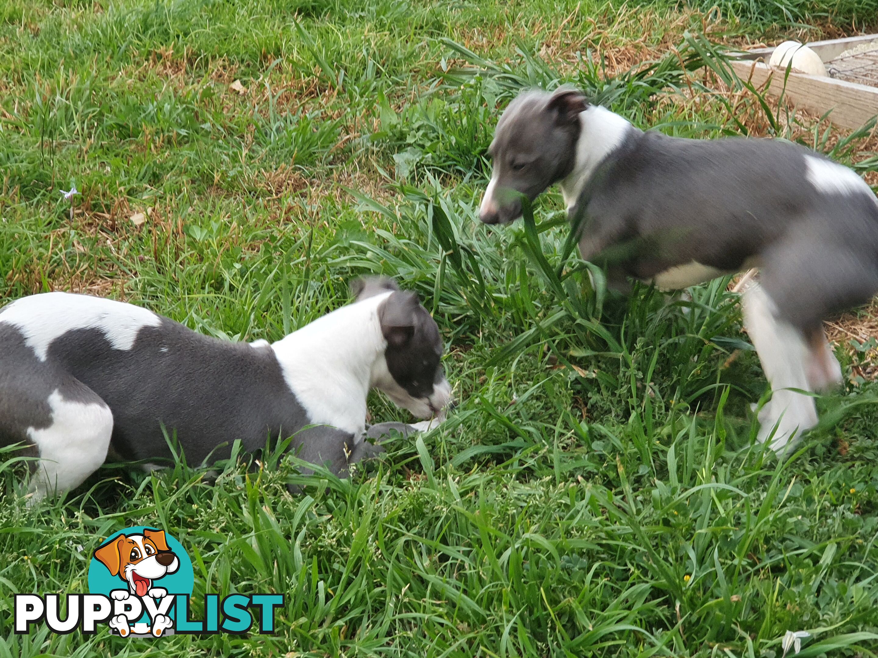 Whippet Puppies