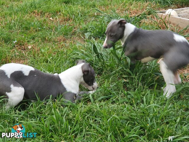 Whippet Puppies