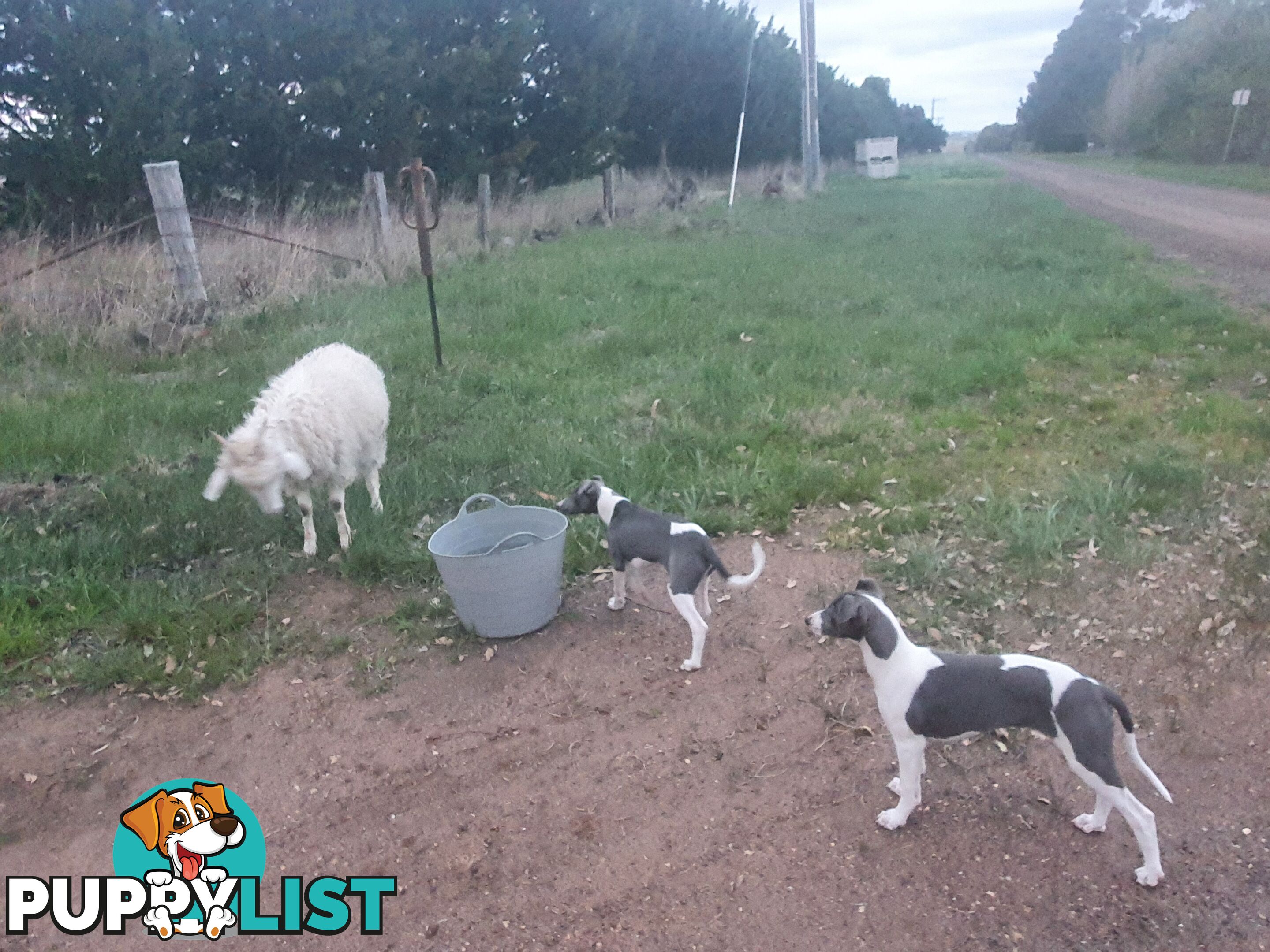 Whippet Puppies