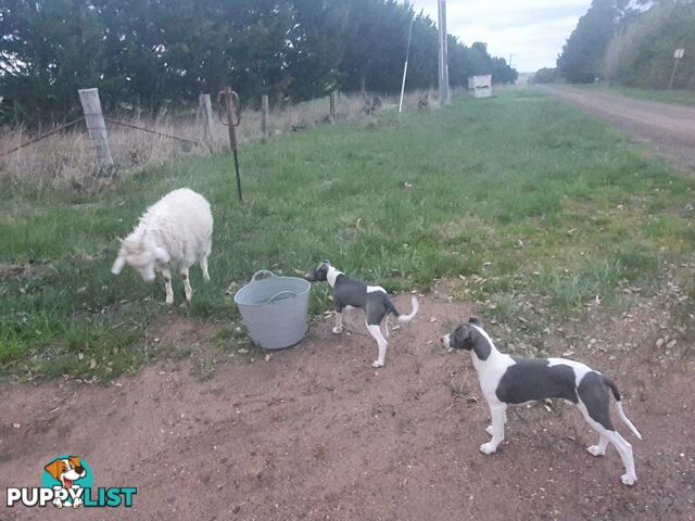 Whippet Puppies