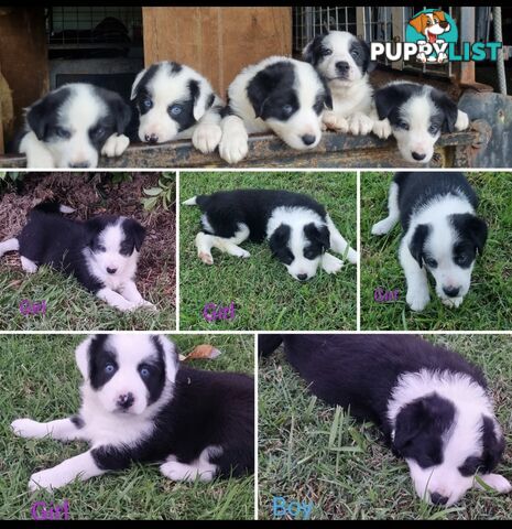 Border collie pups