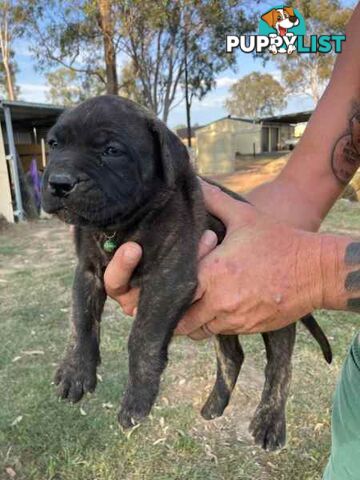 Dogue De Bordeaux cross Neo Mastiff Puppies