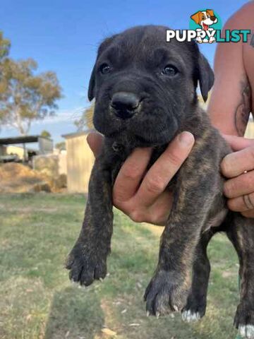 Dogue De Bordeaux cross Neo Mastiff Puppies