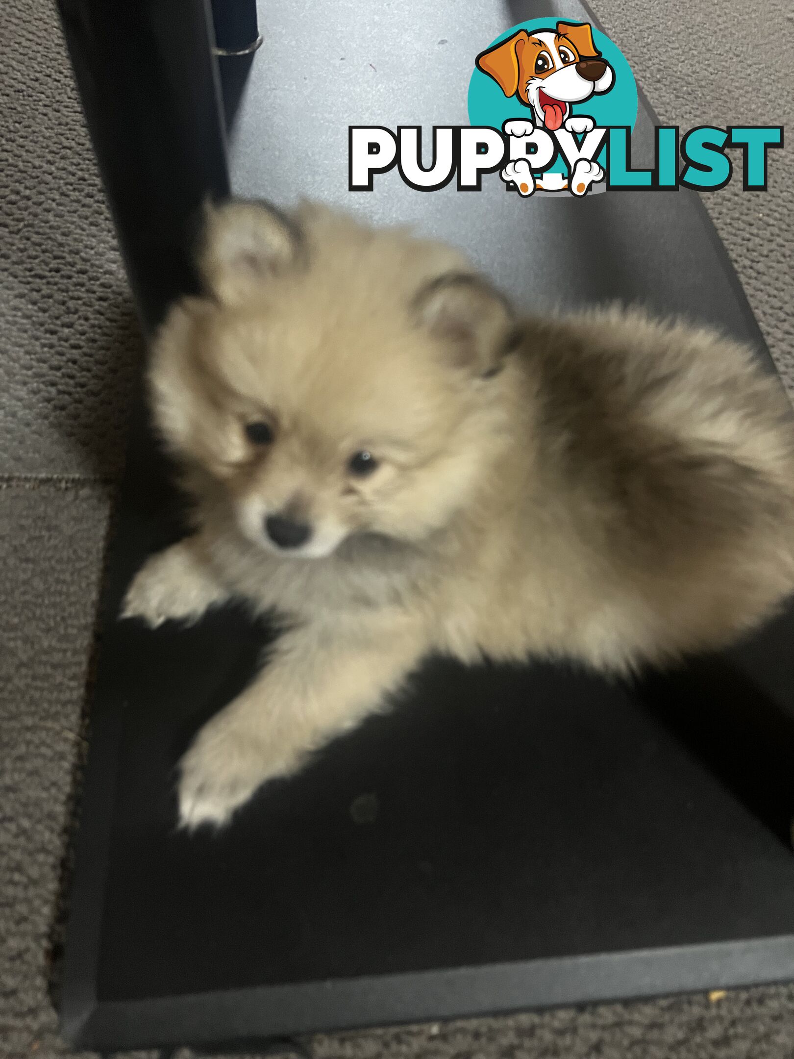 Pomeranian puppy’s