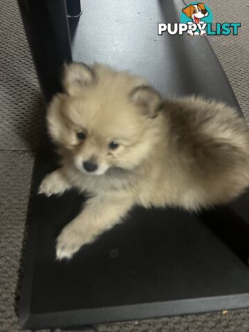 Pomeranian puppy’s