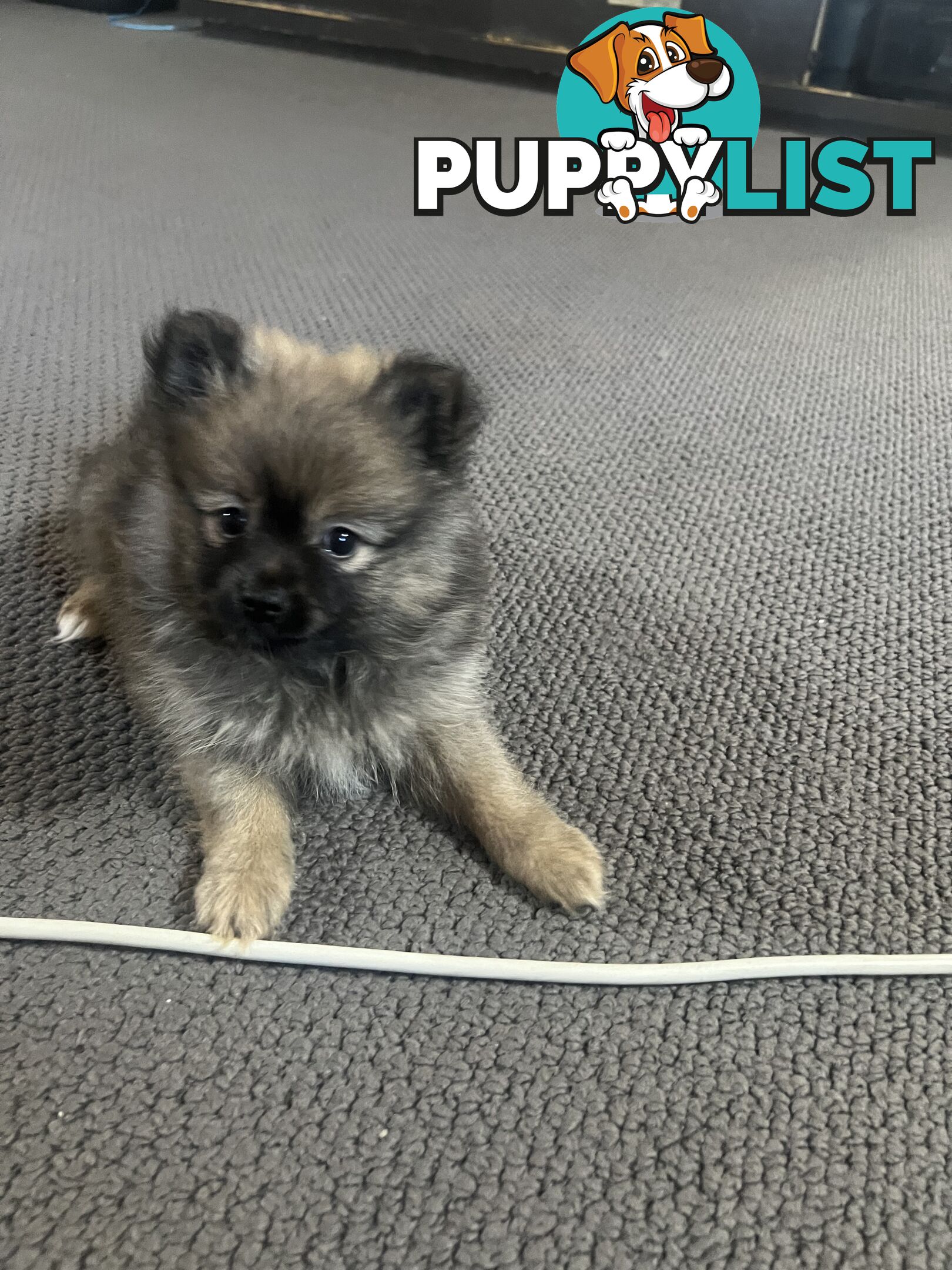 Pomeranian puppy’s