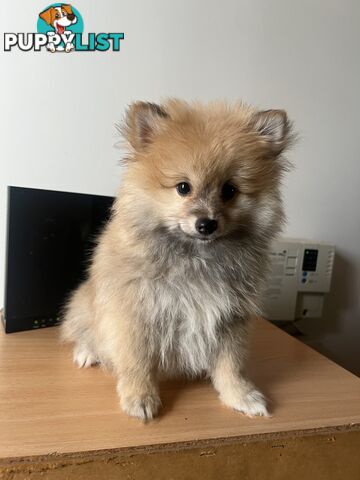 Pomeranian puppy’s