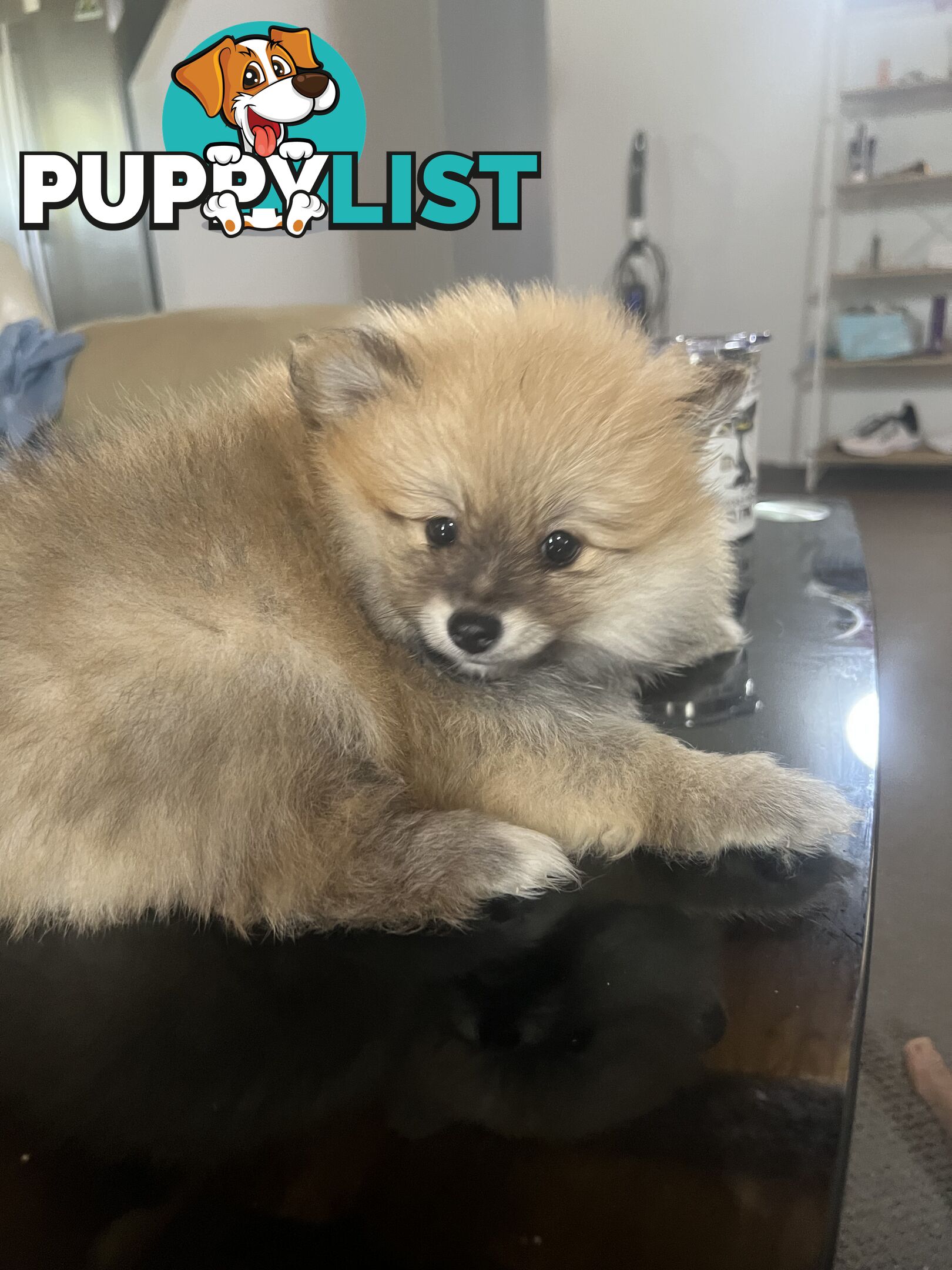 Pomeranian puppy’s