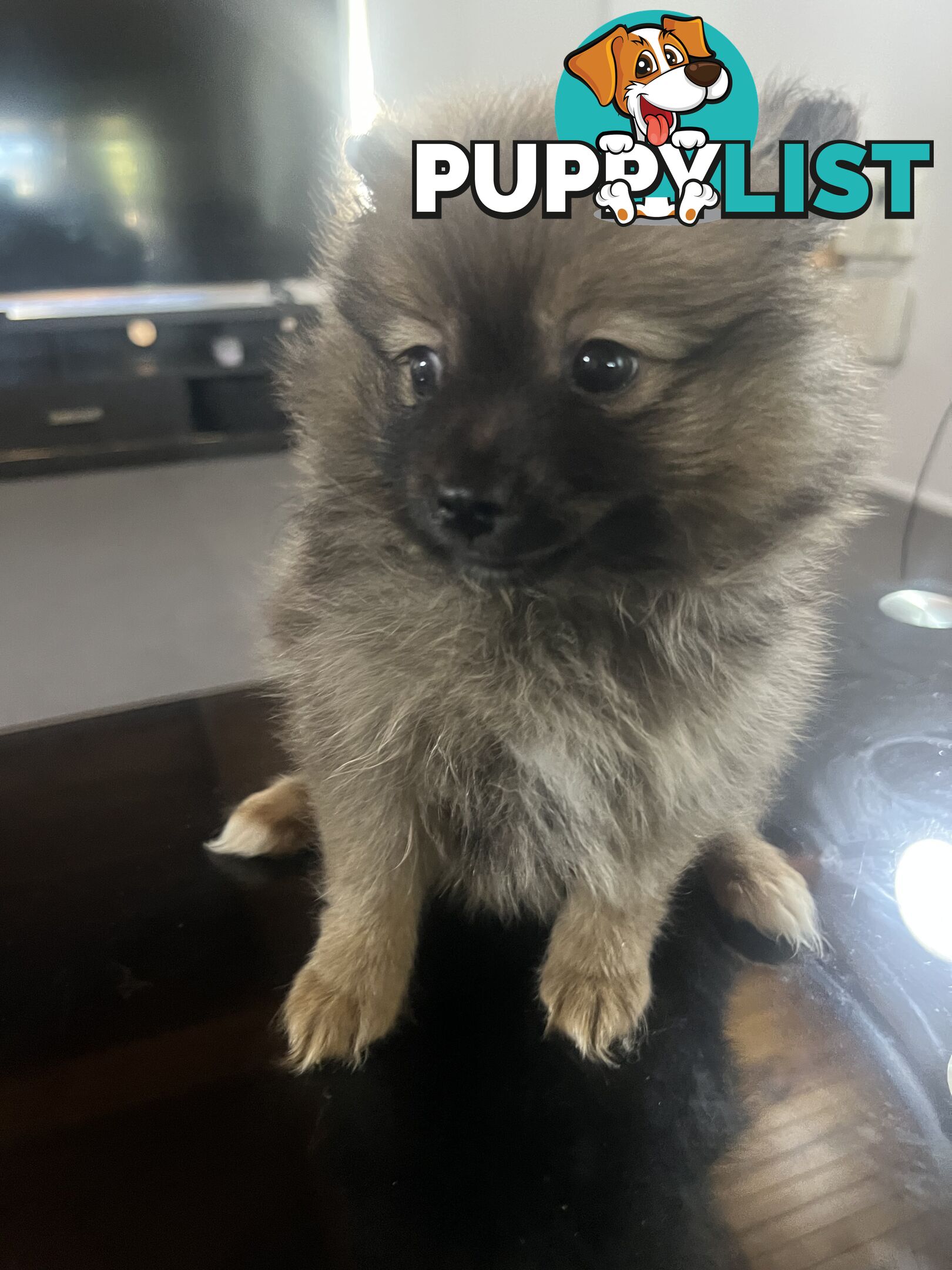 Pomeranian puppy’s