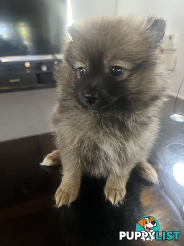 Pomeranian puppy’s