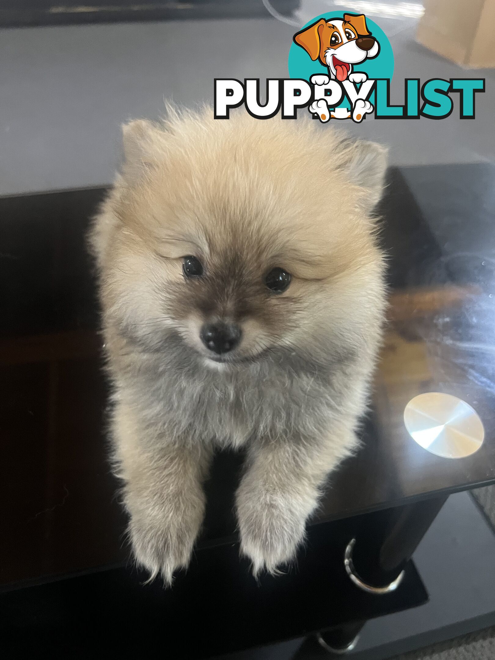 Pomeranian puppy’s