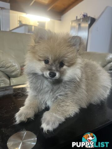 Pomeranian puppy’s
