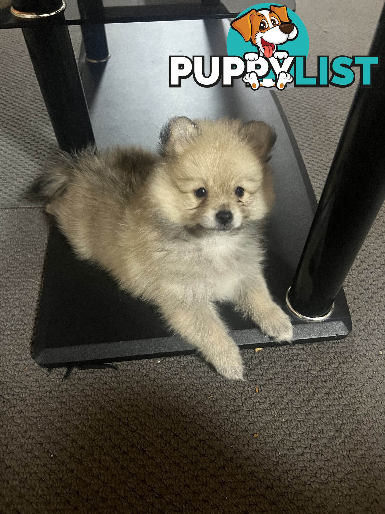 Pomeranian puppy’s