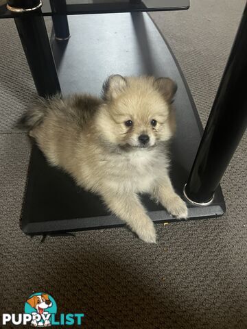 Pomeranian puppy’s