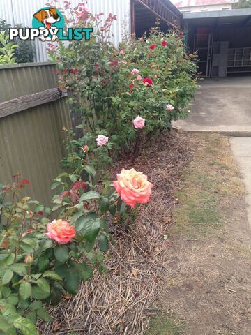 54B Gavan Street BROADFORD VIC 3658