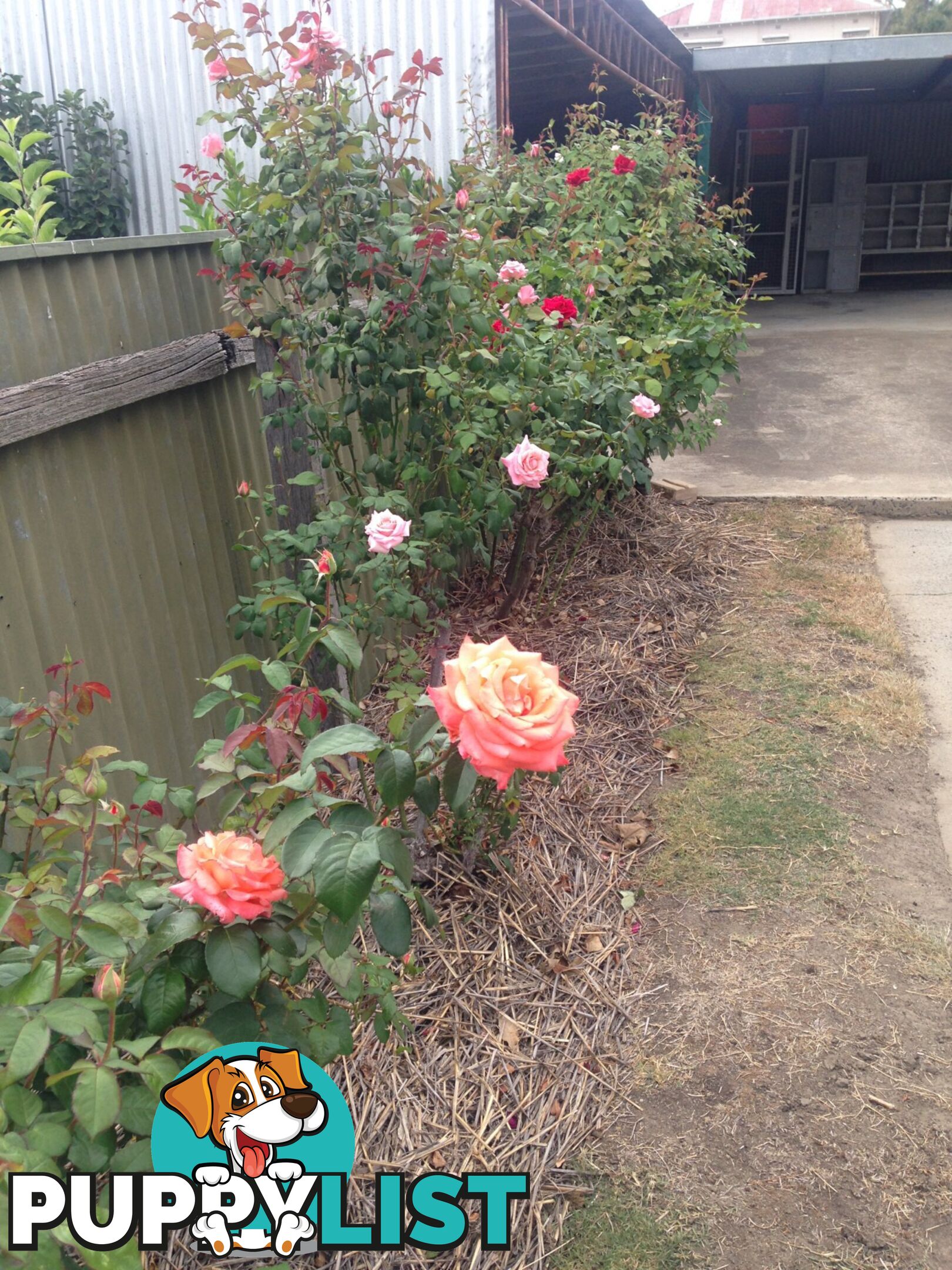54B Gavan Street BROADFORD VIC 3658