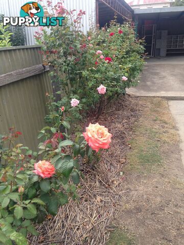 54B Gavan Street BROADFORD VIC 3658