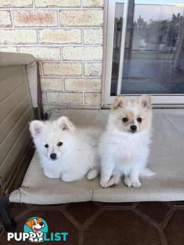 Pure bred Pomeranian