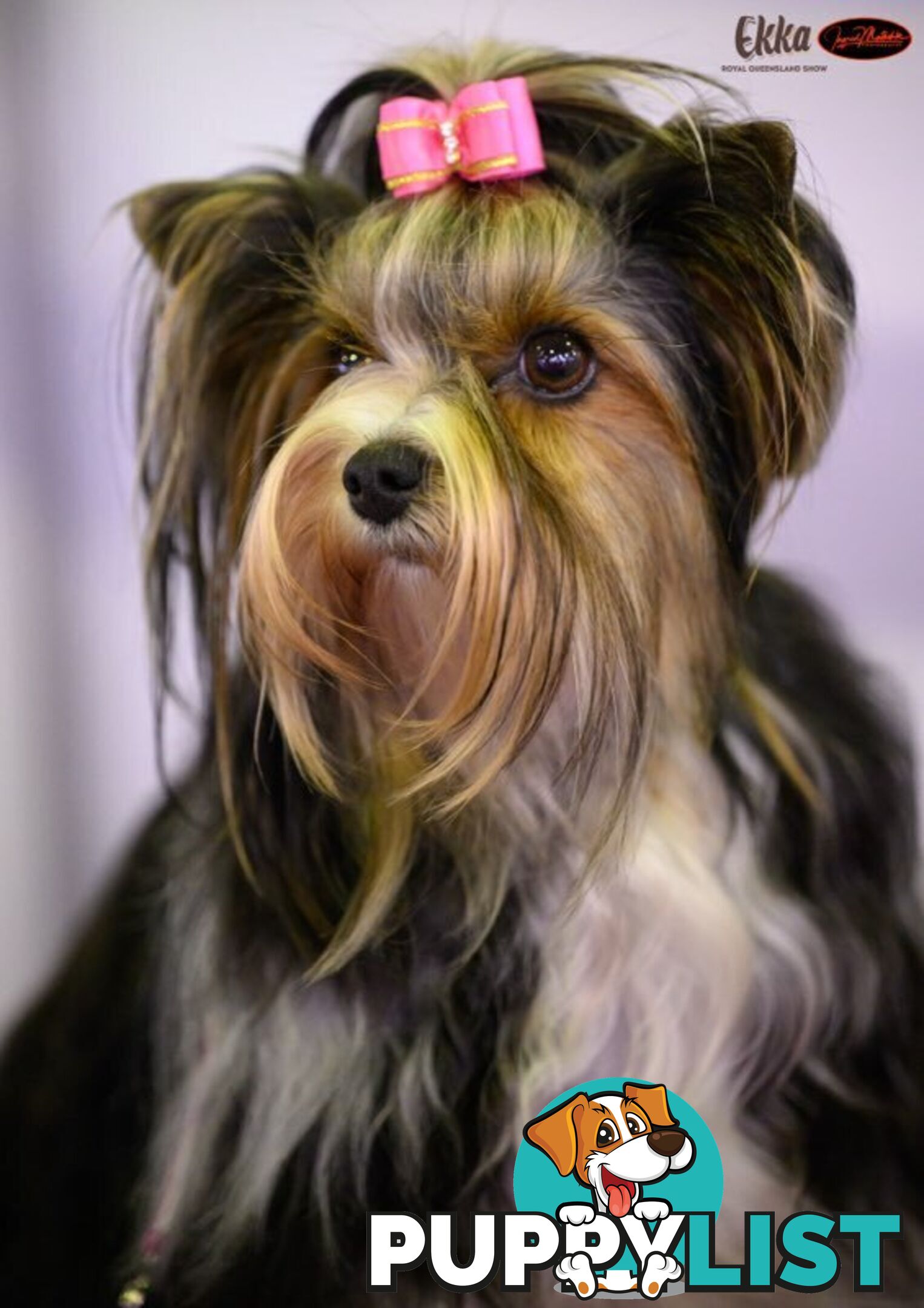 Biewer Terrier Rare Toy Breed Female puppy