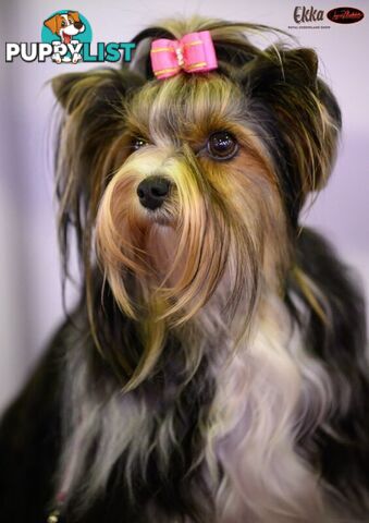 Biewer Terrier Rare Toy Breed Female puppy