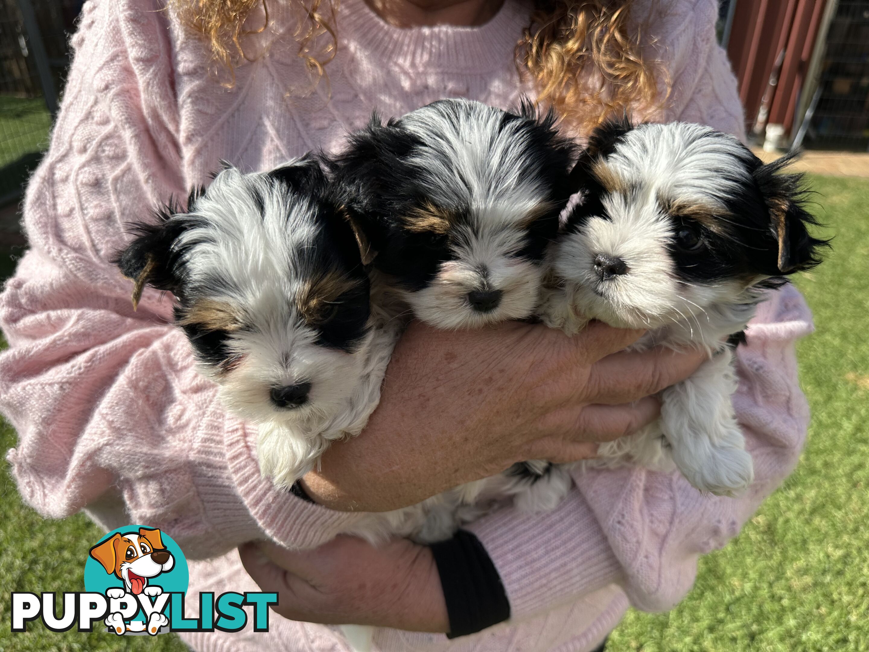 Biewer Terrier Rare Toy Breed Female puppy