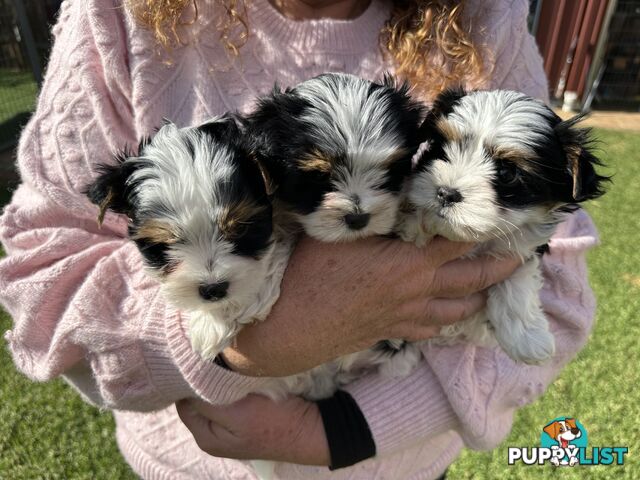 Biewer Terrier Rare Toy Breed Female puppy