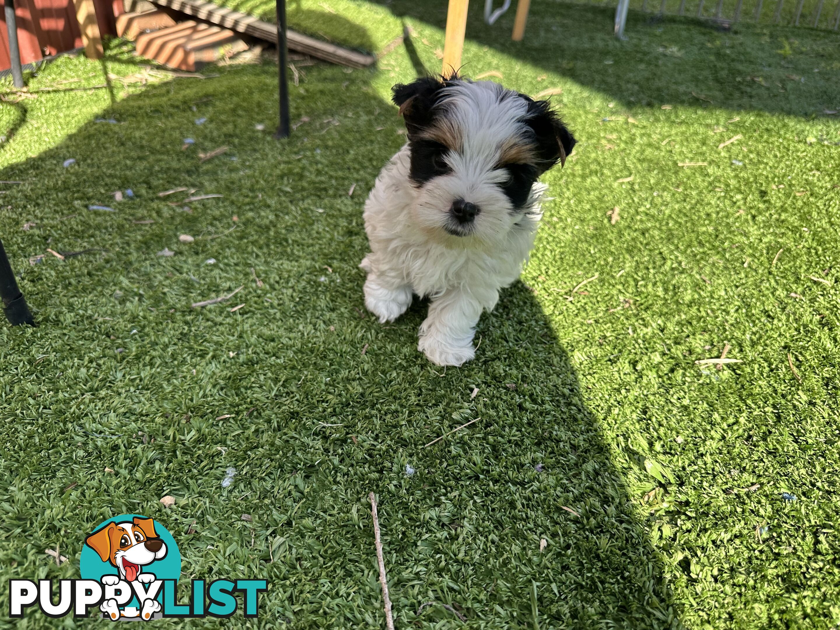 Biewer Terrier Rare Toy Breed Female puppy
