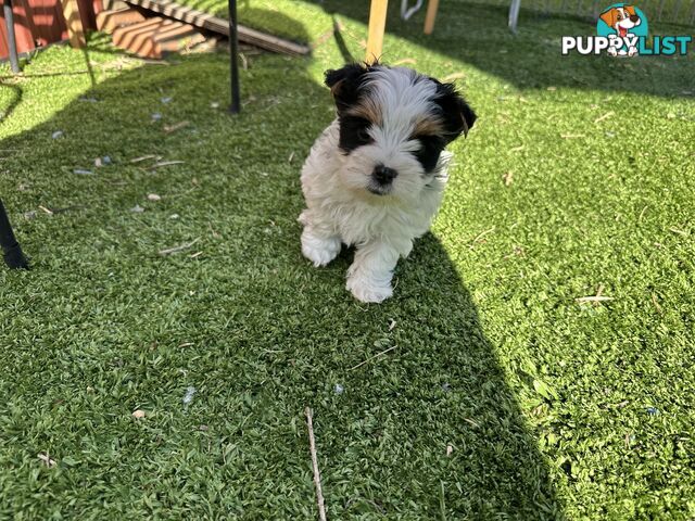 Biewer Terrier Rare Toy Breed Female puppy