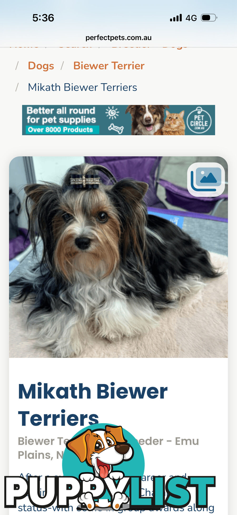 Biewer Terrier Rare Toy Breed Female puppy