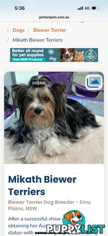 Biewer Terrier Rare Toy Breed Female puppy