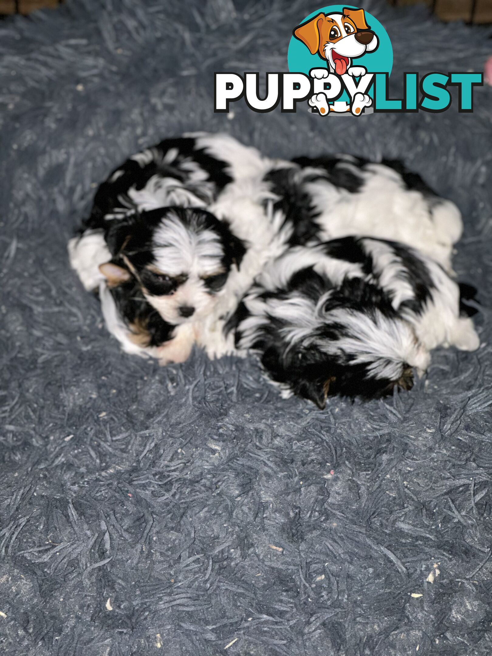 Biewer Terrier Rare Toy Breed Female puppy