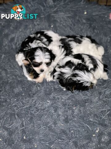Biewer Terrier Rare Toy Breed Female puppy