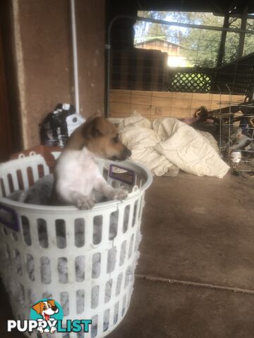 Jack Russell puppies