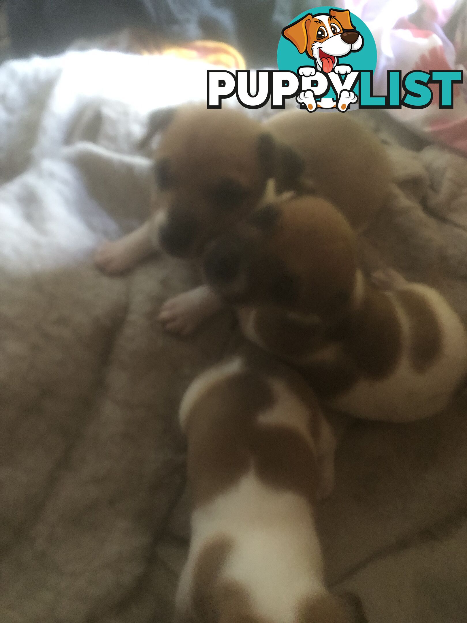 Jack Russell puppies