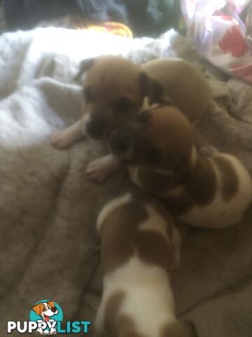 Jack Russell puppies