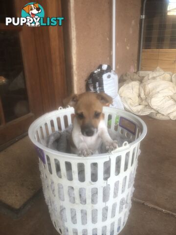 Jack Russell puppies