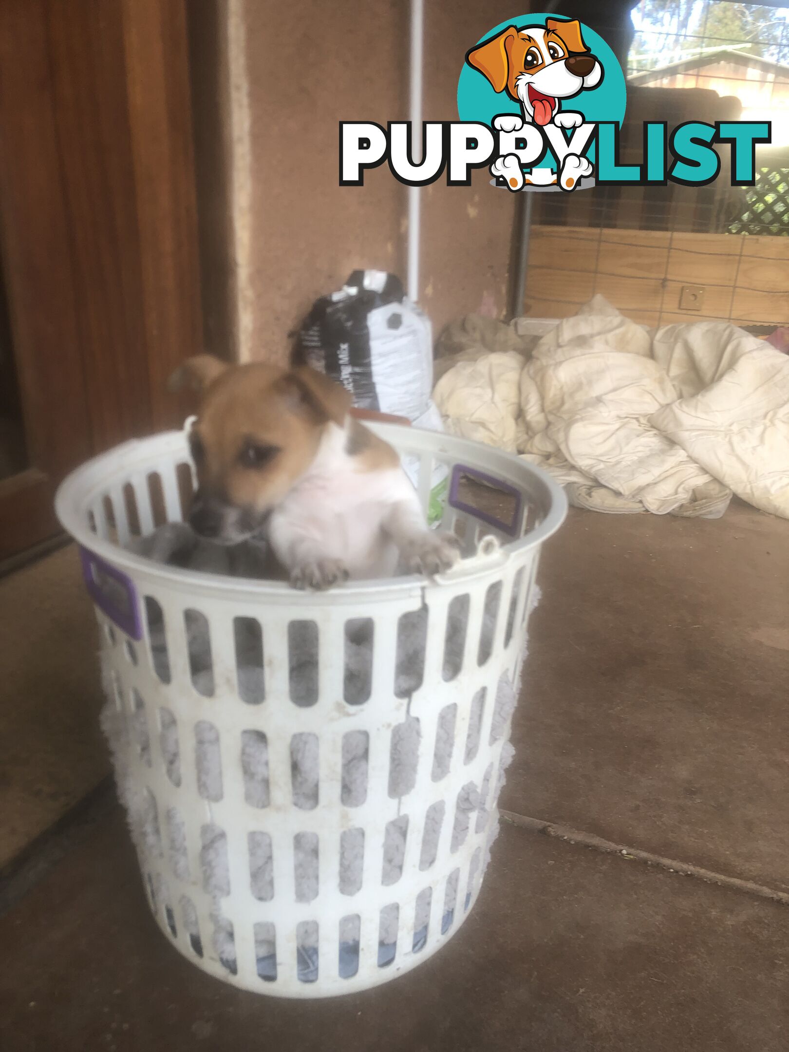 Jack Russell puppies