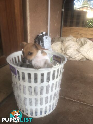 Jack Russell puppies