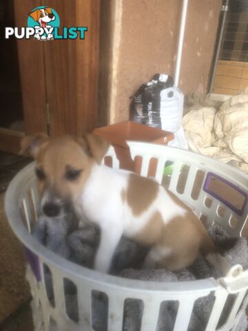 Jack Russell puppies