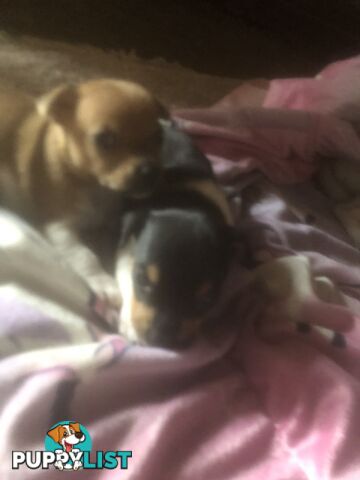 Jack Russell puppies