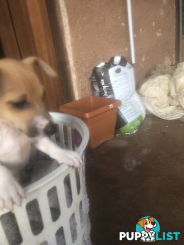 Jack Russell puppies