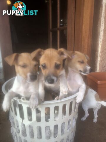 Jack Russell puppies